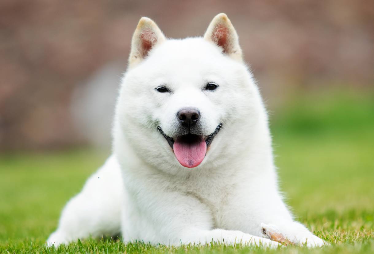 Big white fluffy dog 25 Big White Fluffy Dog Breeds You Have To See