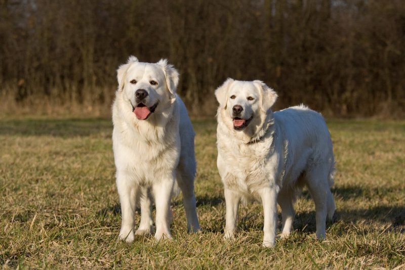 big white fluffy dog