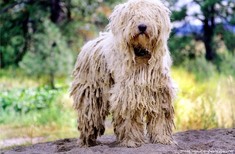 big white fluffy dog