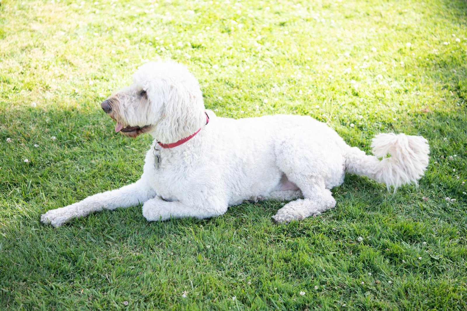 big white fluffy dog