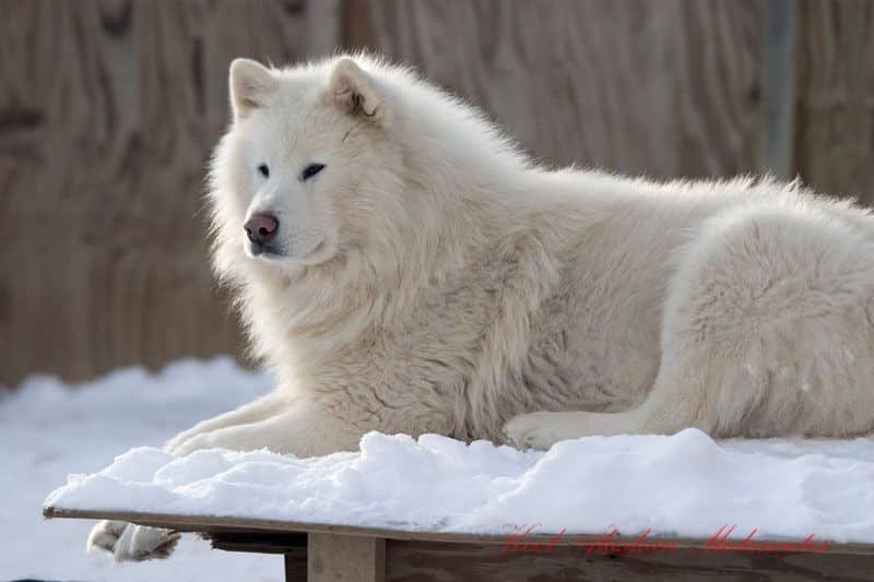 big white fluffy dog