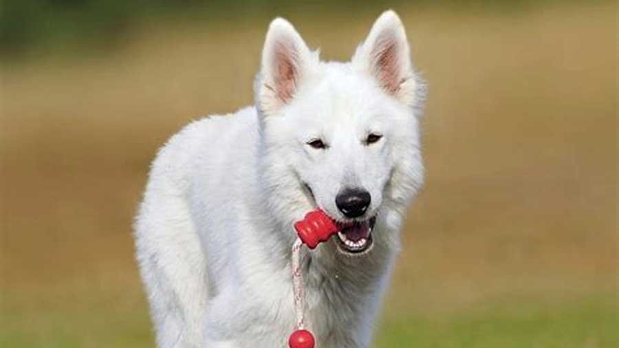 big white fluffy dog