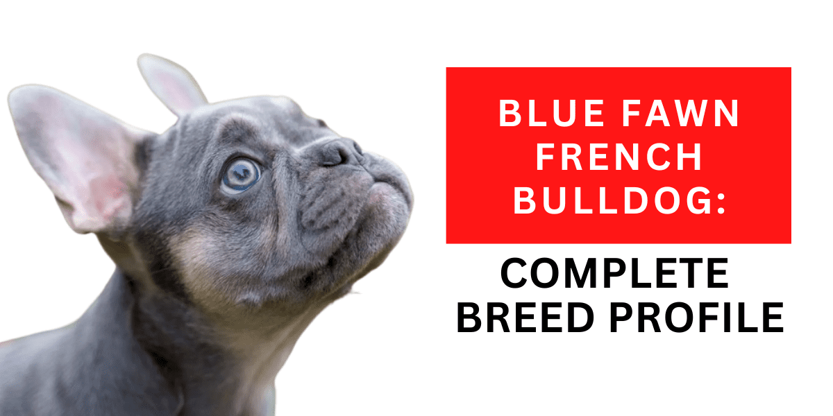 Blue Fawn French Bulldog: Complete Breed Profile 2024