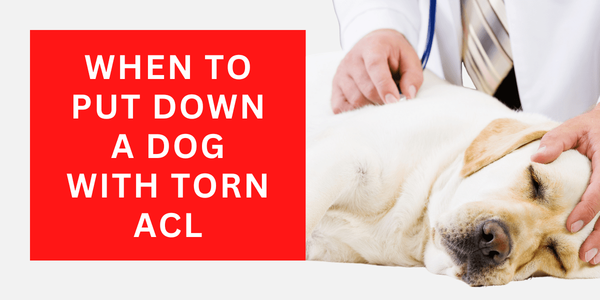 When To Put a Dog Down With Torn ACL 2024