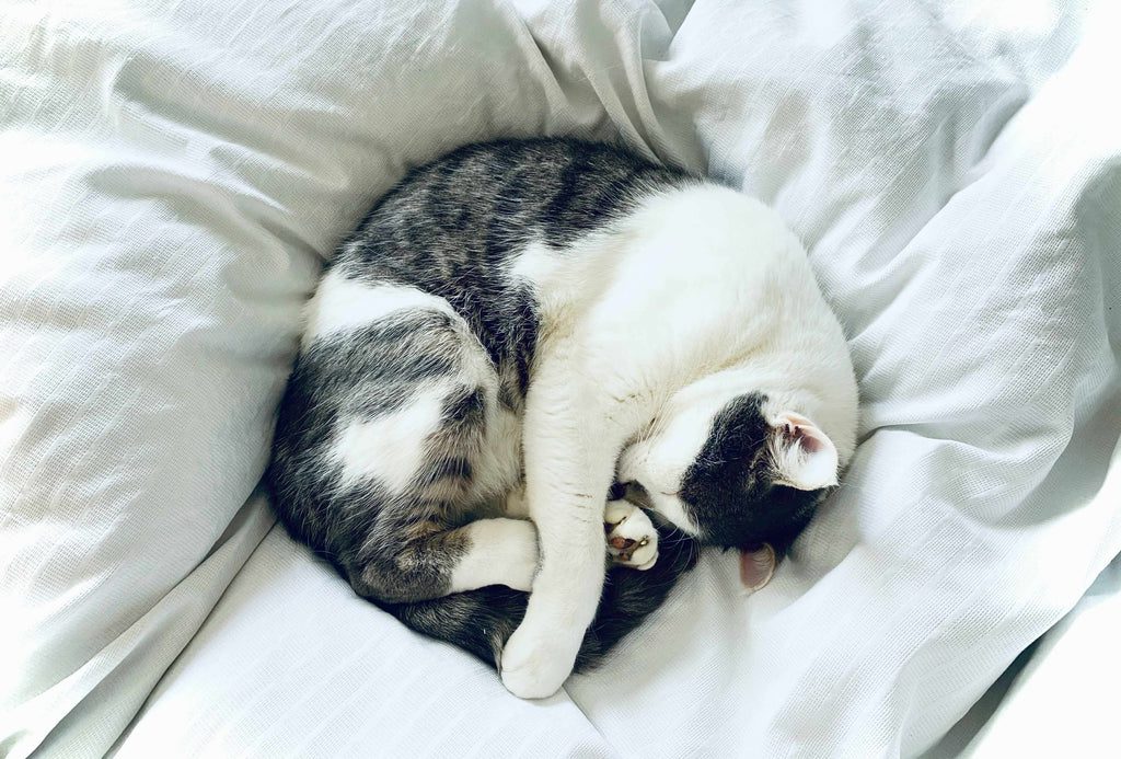 Cat sleeping positions when sick