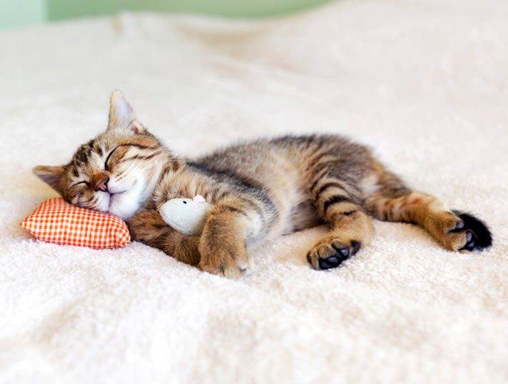 Cat sleeping positions when sick