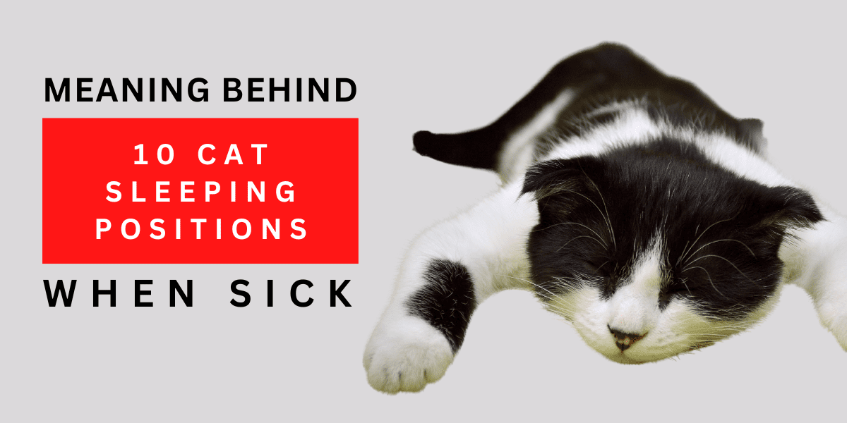 Meaning Behind 10 Cat Sleeping Positions When Sick 2024