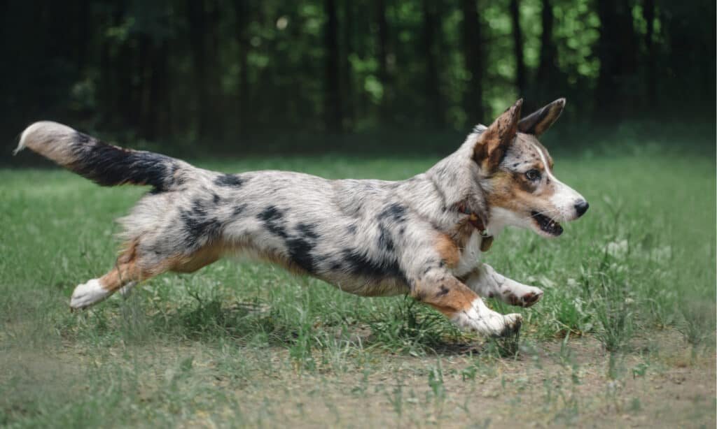 Cowboy corgi