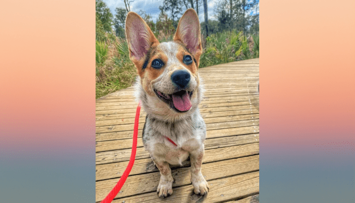 Cowboy corgi