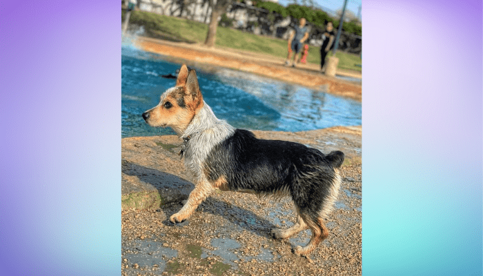 Cowboy corgi