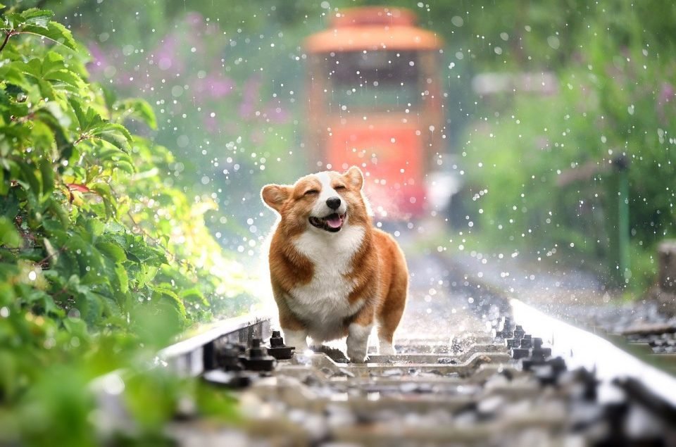 Cowboy corgi