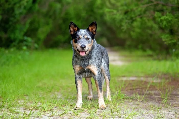 Cowboy corgi