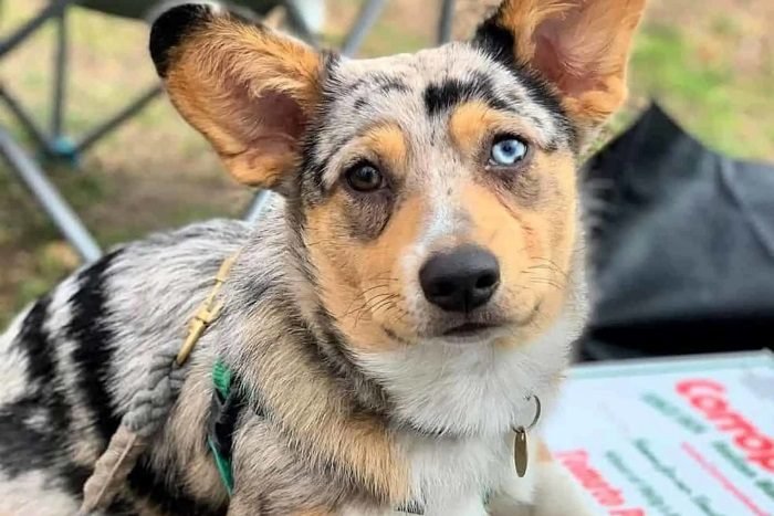 Cowboy corgi