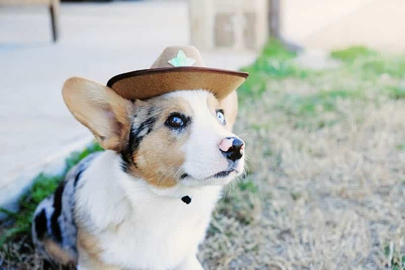 Cowboy corgi