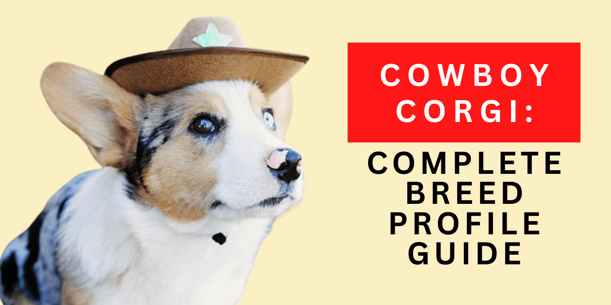 Cowboy Corgi: Complete Breed Profile Guide 2024