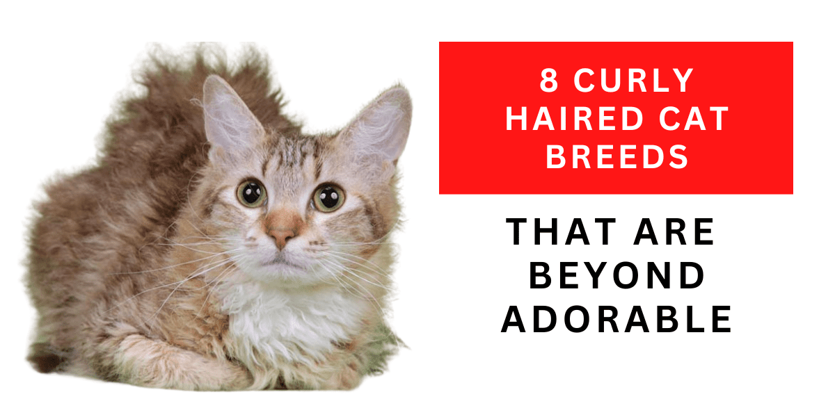 8 Curly Haired Cat Breeds That Are Beyond Adorable