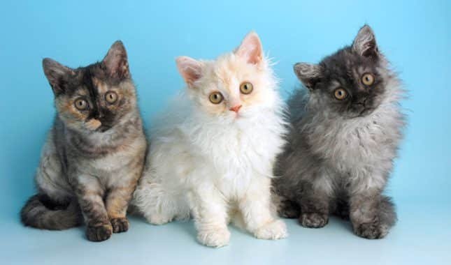 Curly haired cat