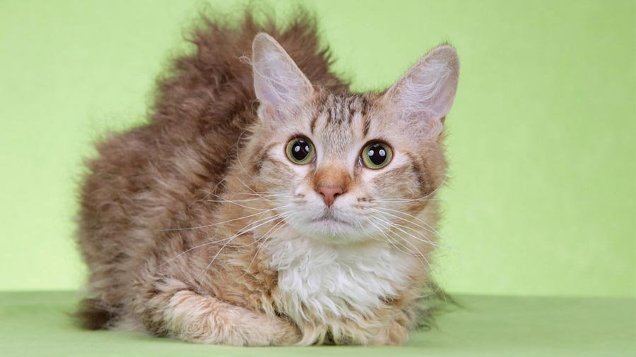 Curly haired cat