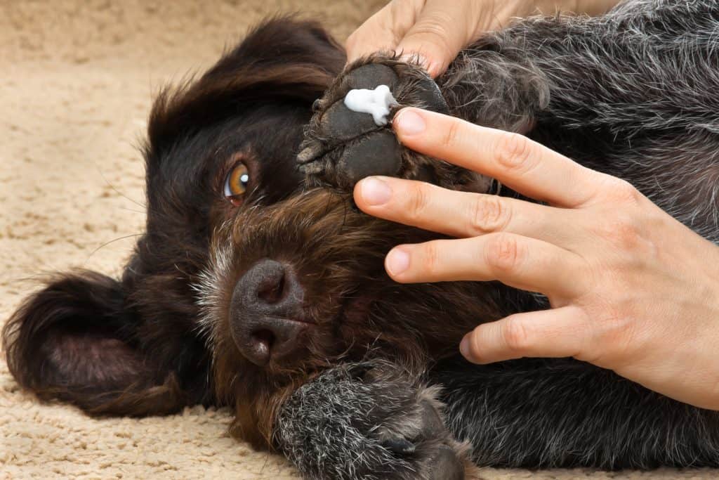 Dog Licking Paws Remedies