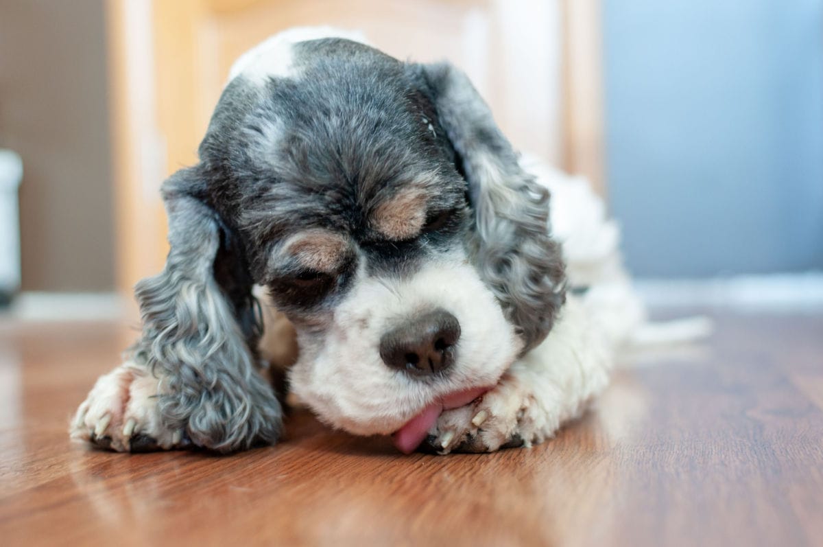 Dog Licking Paws Remedies