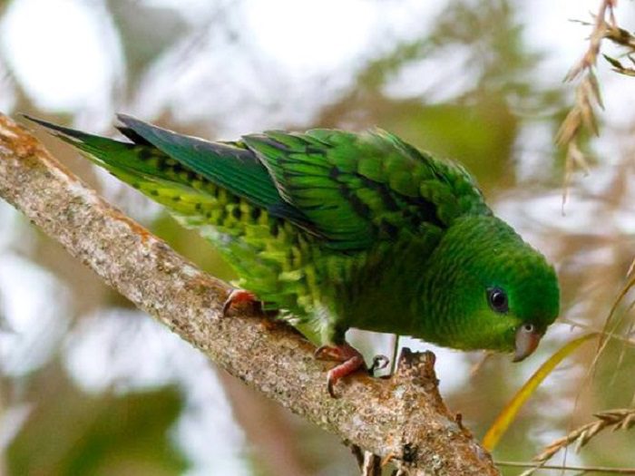 How long do parakeets live