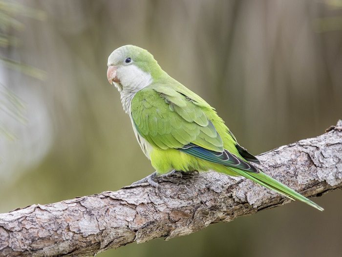 How long do parakeets live