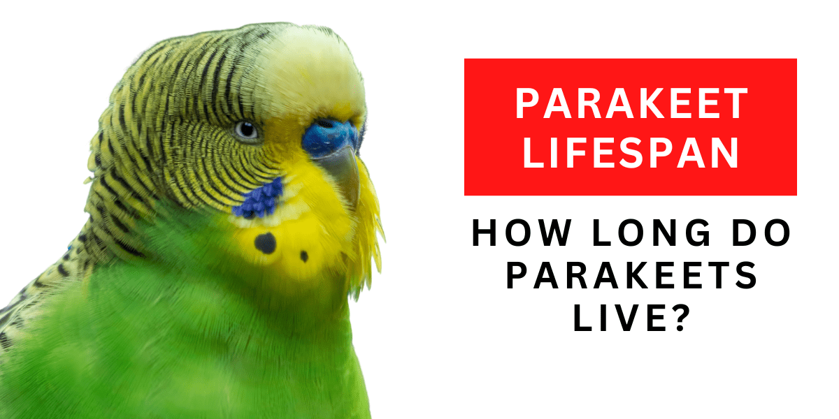 Parakeet Lifespan 2024: How Long Do Parakeets Live?