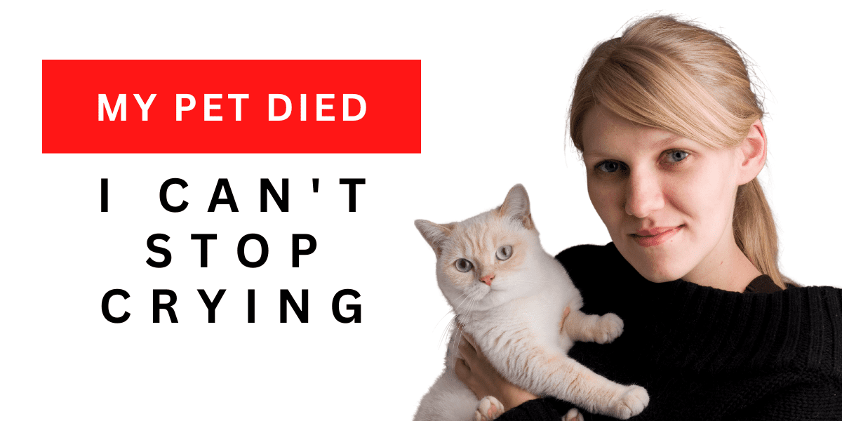 My Pet Died I Can’t Stop Crying 2024