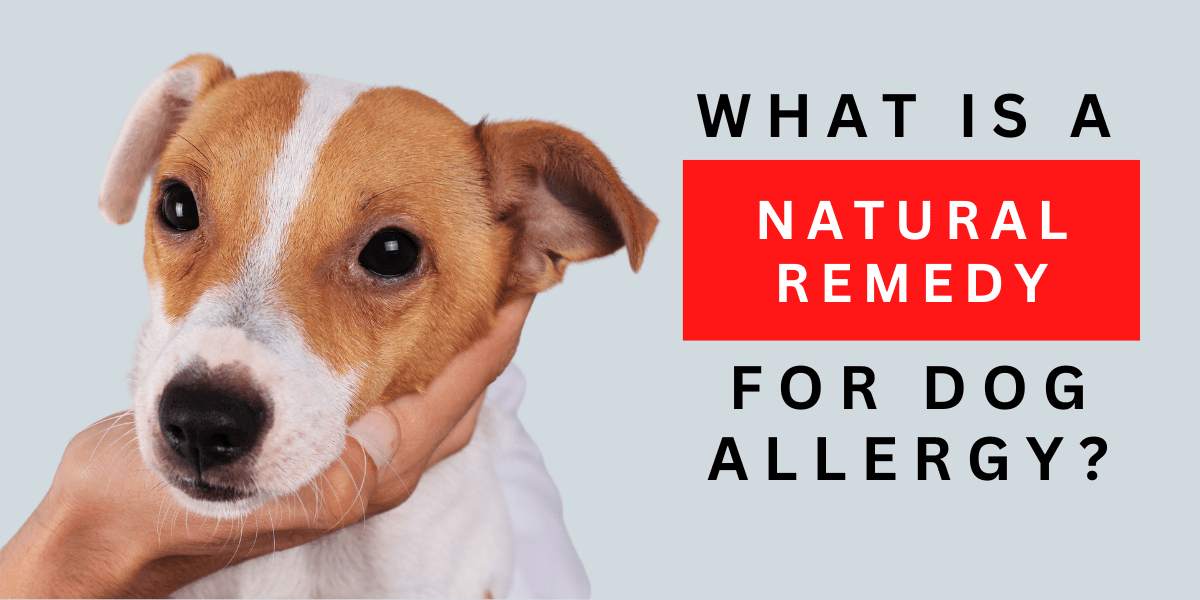 What Is A Natural Remedy for Dog Allergy? 2024
