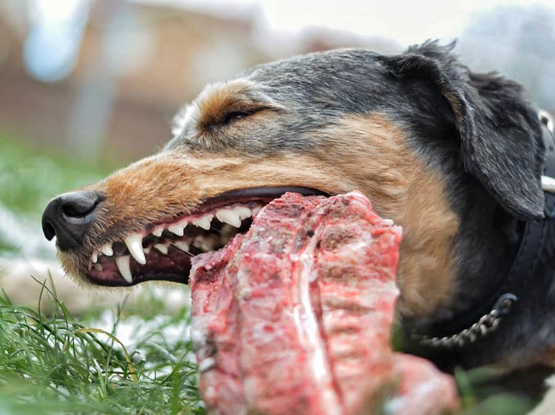 Raw bones for dogs