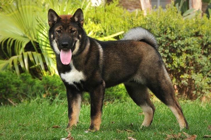 Shikoku dog