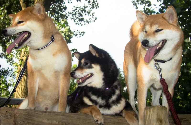 Shikoku dog