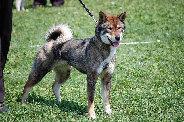 Shikoku dog