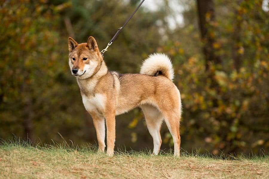 Shikoku dog