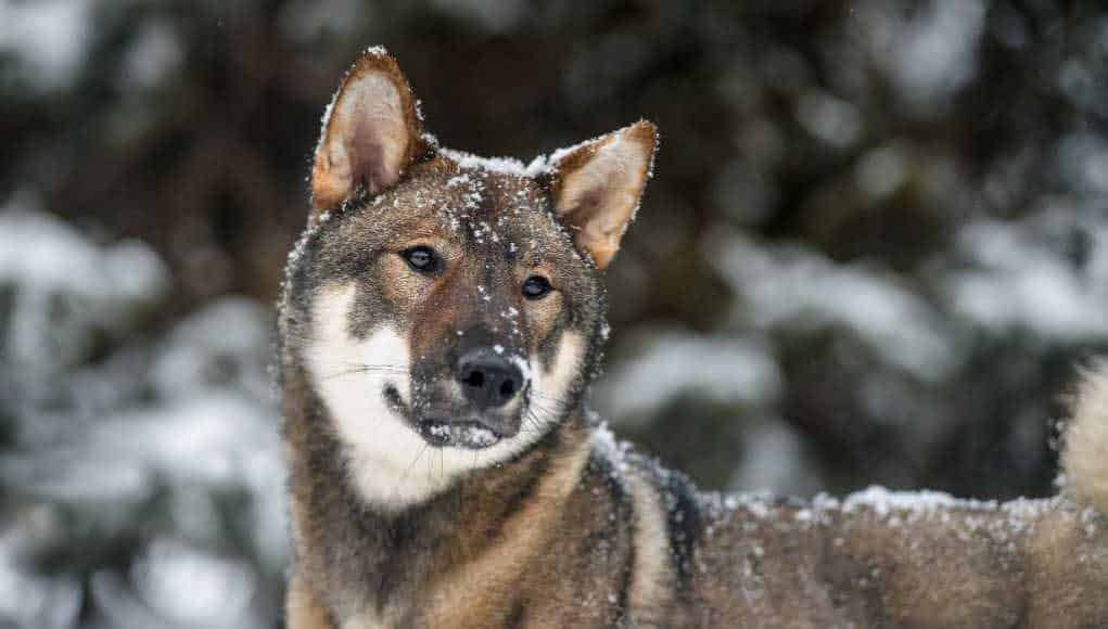 Shikoku dog