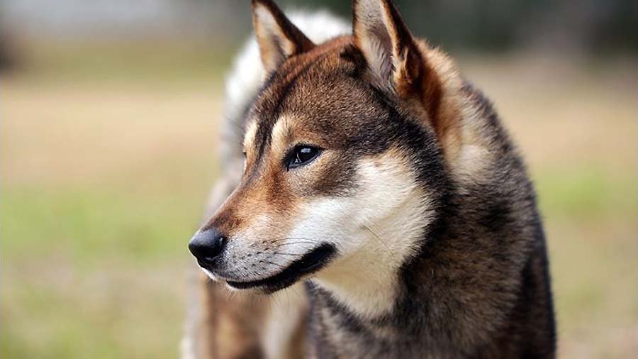 Shikoku dog