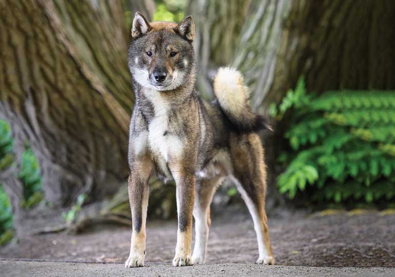 Shikoku dog