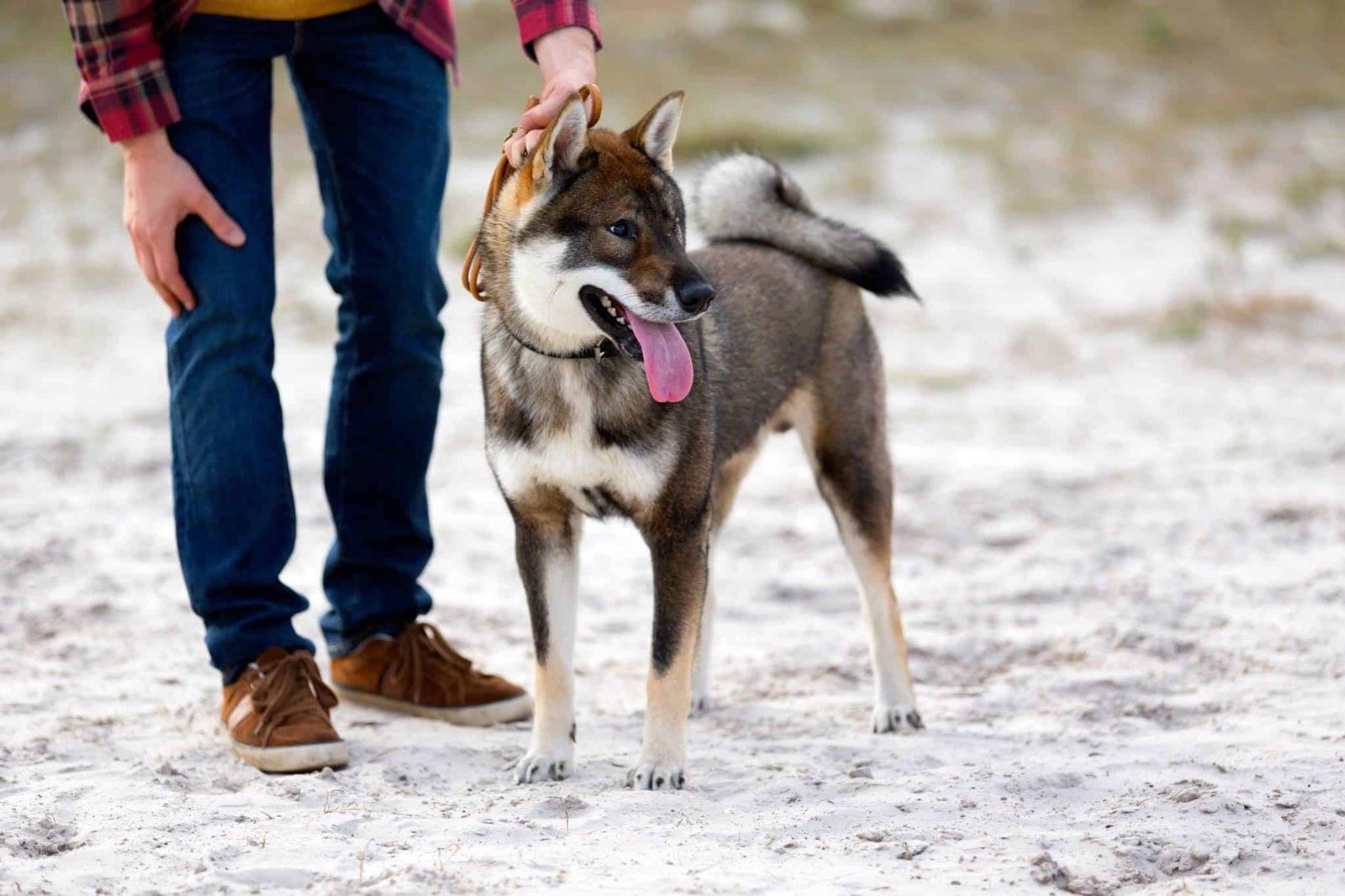 Shikoku dog