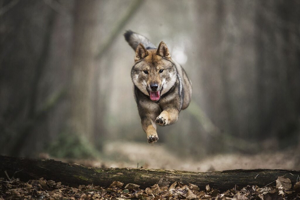 Shikoku dog