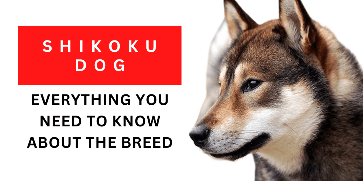 Shikoku Dog – Everything You Need To Know About The Breed 2024