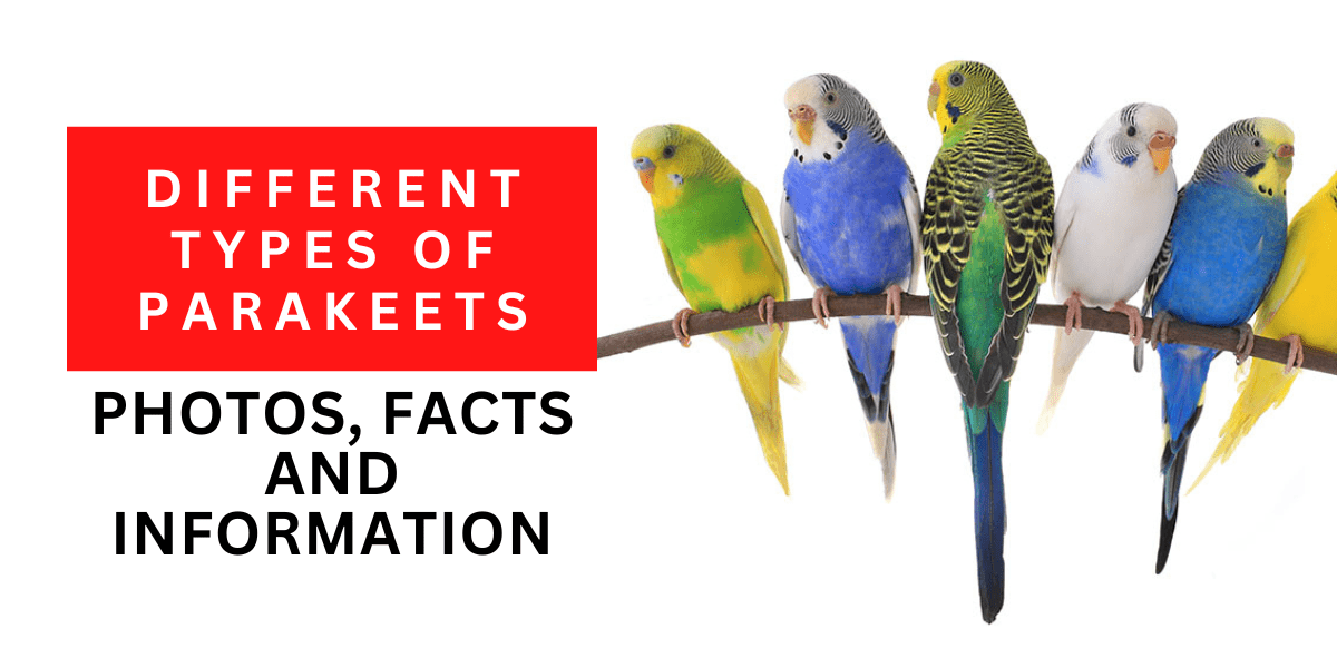 Different Types of Parakeets: Photos, Facts, and Information 2024