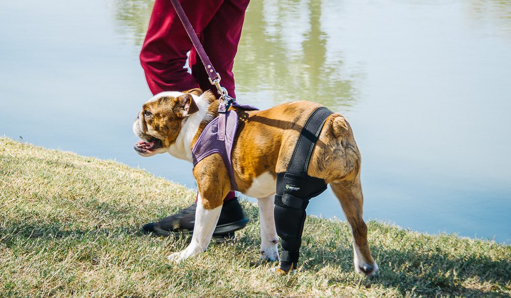 When to put a dog down with torn acl