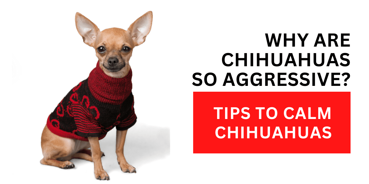 Why Are Chihuahuas So Aggressive? Tips to Calm Chihuahuas 2023