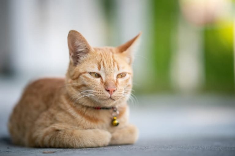 Why do cats loaf