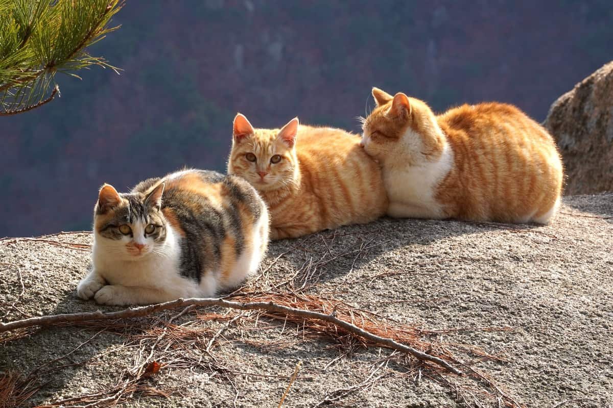 Why do cats loaf