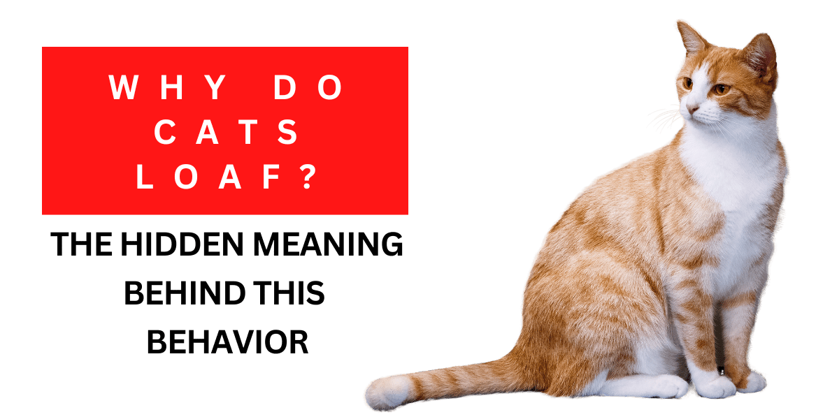 Why Do Cats Loaf? The Hidden Meaning Behind This Behavior 2024