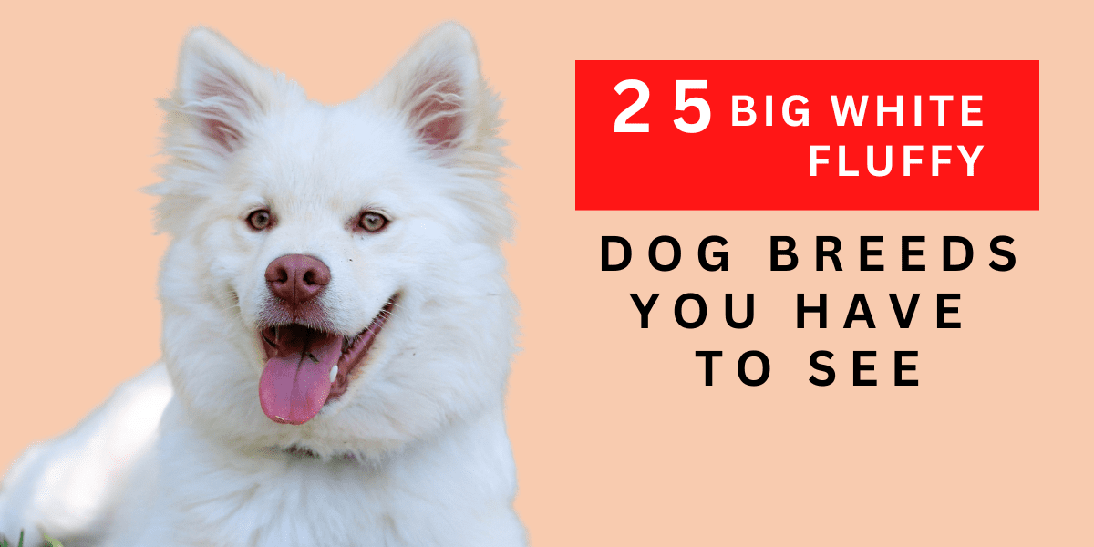 25 Big White Fluffy Dog Breeds You Have To See