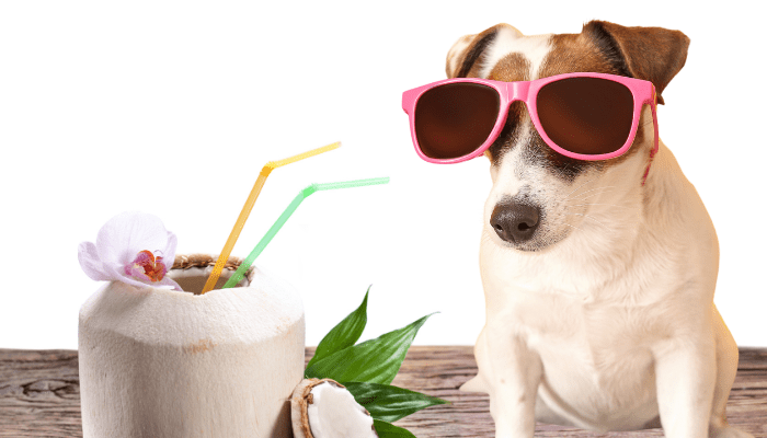 Can Dogs Drink Coconut Water