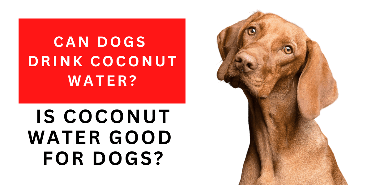 Can Dogs Drink Coconut Water? Yeah, But They Shouldn’t 2023