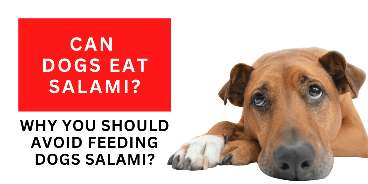 Can Dogs Eat Salami? No, And This Is Why 2023